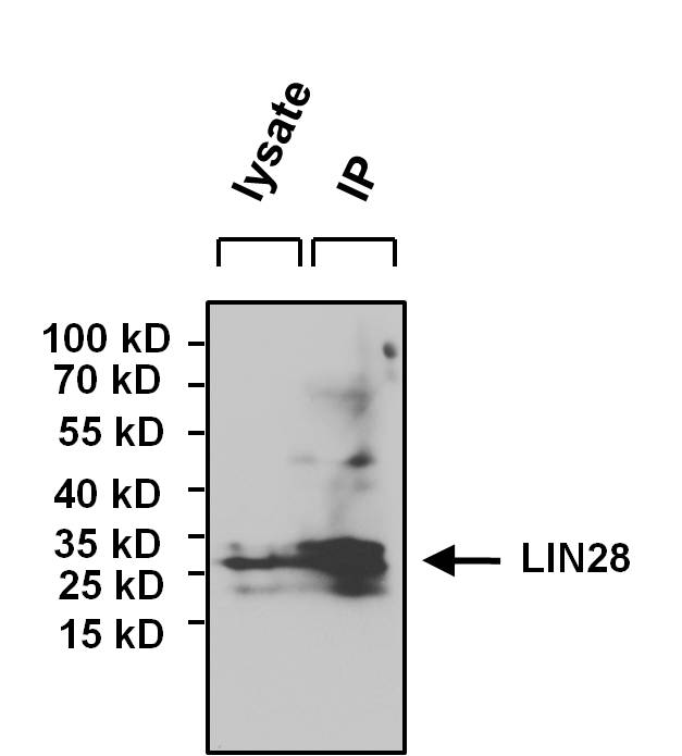 LIN28A / LIN28 Antibody - IP using LIN28 Antibody