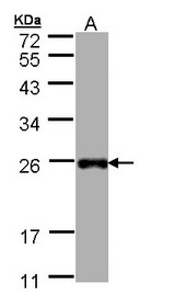 LITAF Antibody - Sample (30 ug of whole cell lysate). A: Hep G2. 12% SDS PAGE. LITAF antibody diluted at 1:1000