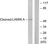 LMNA / Lamin A+C Antibody - Western blot of extracts from NIH-3T3 cells, treated with Etoposide 25 uM 60', using Lamin A (Cleaved-Asp230) Antibody. The lane on the right is treated with the synthesized peptide.
