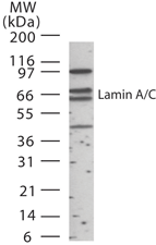 LMNA / Lamin A+C Antibody - Western blot of human Lamin A/C in 15 ugs of HeLa cell lysate using antibody at 1:1000 dilution.