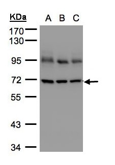 LMNB1 / Lamin B1 Antibody - Sample (30 ug whole cell lysate). A: A431, B: H1299, C: HeLa S3. 7.5% SDS PAGE. Lamin B1 antibody diluted at 1:5000