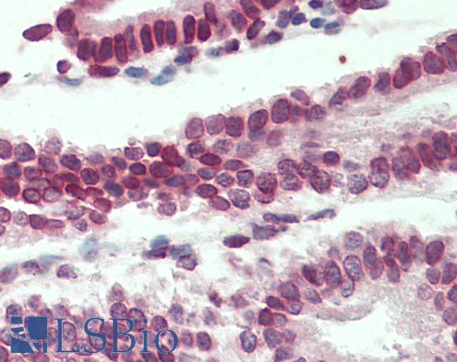 LMNB1 / Lamin B1 Antibody - Anti-LMNB1 / Lamin B1 antibody IHC staining of human uterus. Immunohistochemistry of formalin-fixed, paraffin-embedded tissue after heat-induced antigen retrieval. Antibody concentration 5 ug/ml.