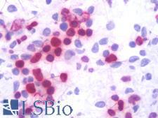 LMNB1 / Lamin B1 Antibody - IHC with Lamin B1 antibody on frozen human spleen.