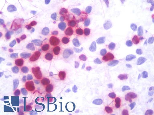 LMNB1 / Lamin B1 Antibody - IHC with Lamin B1 antibody on frozen human spleen.