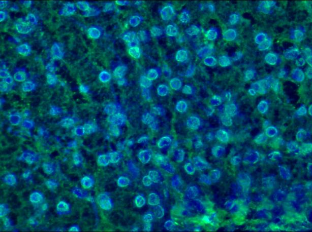 LMNB1 / Lamin B1 Antibody - Immunohistochemistry on frozen sections of swine liver showing nuclear lamina staining in hepatocytes