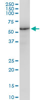 LMNB1 / Lamin B1 Antibody - LMNB1 monoclonal antibody, clone 4E4. Western blot of LMNB1 expression in NIH/3T3.