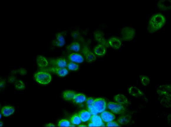 LMNB2 / Lamin B2 Antibody - Immunofluorescence staining of a 9 days old zebrafish embryo