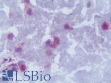 LMNB2 / Lamin B2 Antibody - IHC with Lamin B2 antibody on frozen human brain.