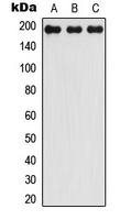 LMO7 Antibody - Western blot analysis of LMO7 expression in HEK293T (A); Raw264.7 (B); PC12 (C) whole cell lysates. 40 ug of lysate loaded per lane.