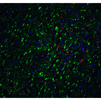 LMX1B Antibody - Immunofluorescence of LMX1B in mouse brain tissue with LMX1B Antibody at 20 µg/mL.Green: LMX1B antibody  Red: Phylloidin staining Blue: DAPI staining
