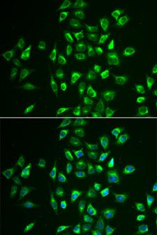 LNX1 / LNX Antibody - Immunofluorescence analysis of U2OS cells.