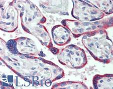 LNX1 / LNX Antibody - Human Placenta: Formalin-Fixed, Paraffin-Embedded (FFPE), at a dilution 1:100.