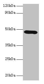 LOX / Lysyl Oxidase Antibody - Western blot All lanes: Protein-lysine 6-oxidas antibody at 2µg/ml + K562 whole cell lysate Secondary Goat polyclonal Rabbit IgG at 1/10000 dilution Predicted band size: 47 kDa Observed band size: 47 kDa