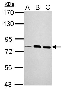 LOXL2 Antibody - Sample (30 ug of whole cell lysate). A: NIH-3T3, B: JC, C: BCL-1. 7.5% SDS PAGE. LOXL2 antibody diluted at 1:1000.