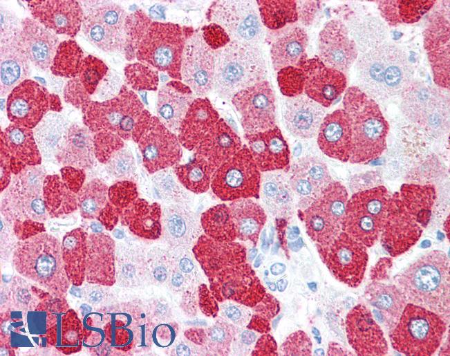 LOXL2 Antibody - Anti-LOXL2 antibody IHC of human liver. Immunohistochemistry of formalin-fixed, paraffin-embedded tissue after heat-induced antigen retrieval.
