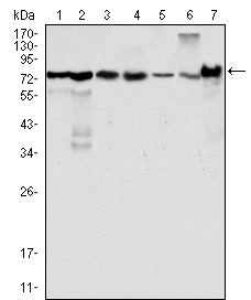 lpp Antibody - Western blot using LPP mouse monoclonal antibody against HeLa (1), NIH/3T3 (2), COS (3), Caki (4), MCF-7 (5), HepG2 (6) and SMMC-7721 (7) cell lysate.