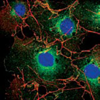 lpp Antibody - Confocal immunofluorescence of COS cells using LPP mouse monoclonal antibody (green). Red: Actin filaments have been labeled using DY-554 phalloidin. Blue: DRAQ5 fluorescent DNA dye.