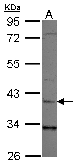 LRG1 / LRG Antibody - Sample (30 ug of whole cell lysate) A: 293T 10% SDS PAGE LRG1 antibody diluted at 1:1000
