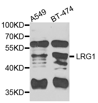 LRG1 / LRG Antibody - Western blot blot of extracts of various cells, using LRG1 antibody.