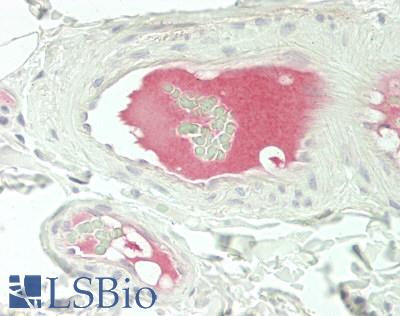 LRG1 / LRG Antibody - Human Small Intestine, Submucosal Vessels: Formalin-Fixed, Paraffin-Embedded (FFPE)