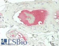 LRG1 / LRG Antibody - Human Small Intestine, Submucosal Vessels: Formalin-Fixed, Paraffin-Embedded (FFPE)