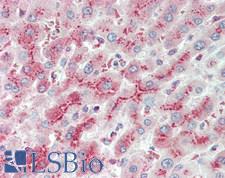 LRIG2 Antibody - Human Liver: Formalin-Fixed, Paraffin-Embedded (FFPE), at a concentration of 5 ug/ml. 