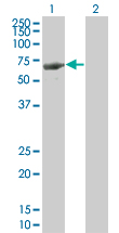 LRIT3 Antibody - Western blot of LRIT3 expression in transfected 293T cell line by LRIT3 monoclonal antibody, clone 3E7.