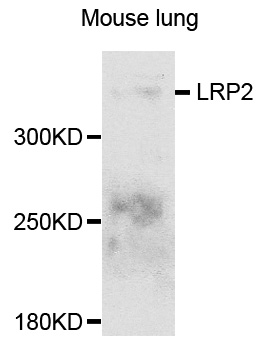 LRP2 / Megalin Antibody - Western blot analysis of extracts of mouse lung cells.