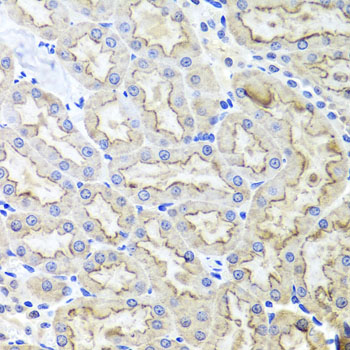 LRP2 / Megalin Antibody - Immunohistochemistry of paraffin-embedded rat kidney tissue.