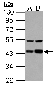 LRPAP1 Antibody - Sample (30 ug of whole cell lysate) A: HeLa B: HepG2 10% SDS PAGE LRPAP1 antibody diluted at 1:1000