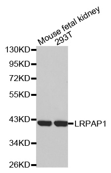 LRPAP1 Antibody - Western blot analysis of extracts of various cell lines, using LRPAP1 antibody.