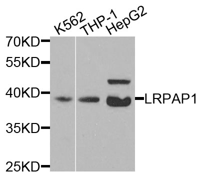 LRPAP1 Antibody - Western blot analysis of extracts of various cells.