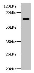 LRRC40 Antibody - Western blot All lanes: LRRC40 antibody at 2µg/ml + 293T whole cell lysate Secondary Goat polyclonal to rabbit IgG at 1/10000 dilution Predicted band size: 69 kDa Observed band size: 69 kDa