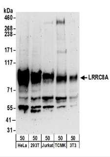 LRRC8A / LRRC8 Antibody - Detection of Human and Mouse LRRC8A by Western Blot. Samples: Whole cell lysate (50 ug) from HeLa, 293T, Jurkat, mouse TCMK-1, and mouse NIH3T3 cells. Antibodies: Affinity purified rabbit anti-LRRC8A antibody used for WB at 0.4 ug/ml. Detection: Chemiluminescence with an exposure time of 3 minutes.