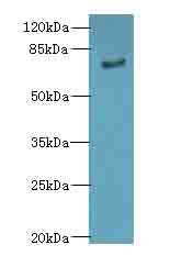 LRRN3 Antibody - Western blot. All lanes: LRRN3 antibody at 0.5 ug/ml+Mos- liver tissue Goat polyclonal to rabbit at 1:10000 dilution. Predicted band size: 79 kDa. Observed band size: 79 kDa.