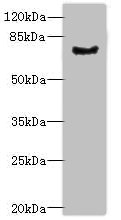 LRRN3 Antibody - Western blot All lanes: LRRN3 antibody at 0.5µg/ml + Mouse liver tissue Secondary Goat polyclonal to rabbit IgG at 1/10000 dilution Predicted band size: 79 kDa Observed band size: 79 kDa