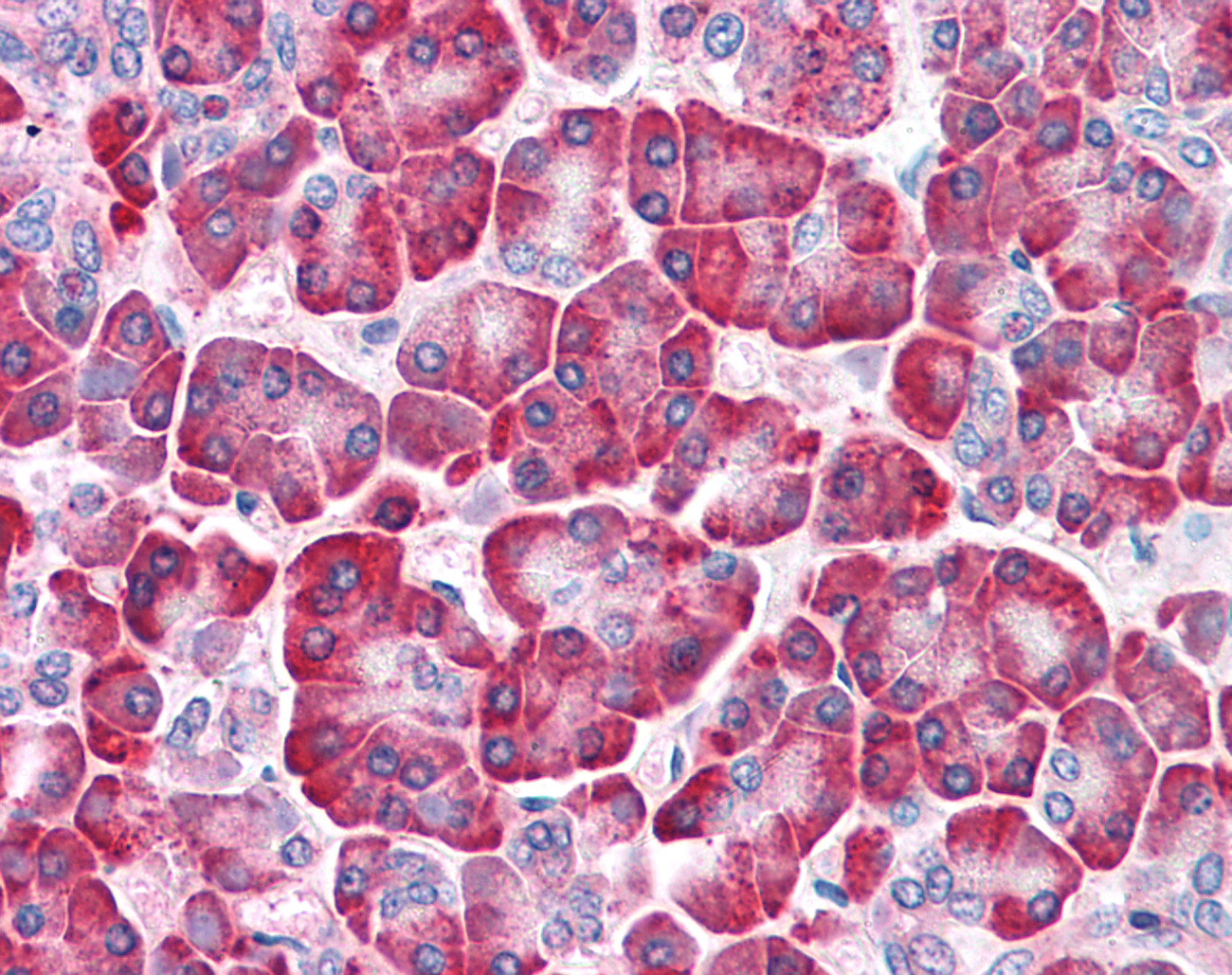 LRRN4 / C20orf75 Antibody - Anti-LRRN4 / C20orf75 antibody IHC of human pancreas. Immunohistochemistry of formalin-fixed, paraffin-embedded tissue after heat-induced antigen retrieval.