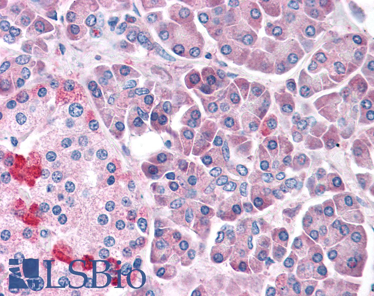 LRRN4 / C20orf75 Antibody - Anti-LRRN4 / C20orf75 antibody IHC of human, pancreas. Immunohistochemistry of formalin-fixed, paraffin-embedded tissue after heat-induced antigen retrieval.