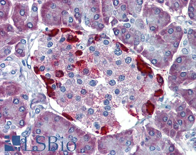 LRRN4 / C20orf75 Antibody - Anti-LRRN4 / C20orf75 antibody IHC of human pancreas. Immunohistochemistry of formalin-fixed, paraffin-embedded tissue after heat-induced antigen retrieval.