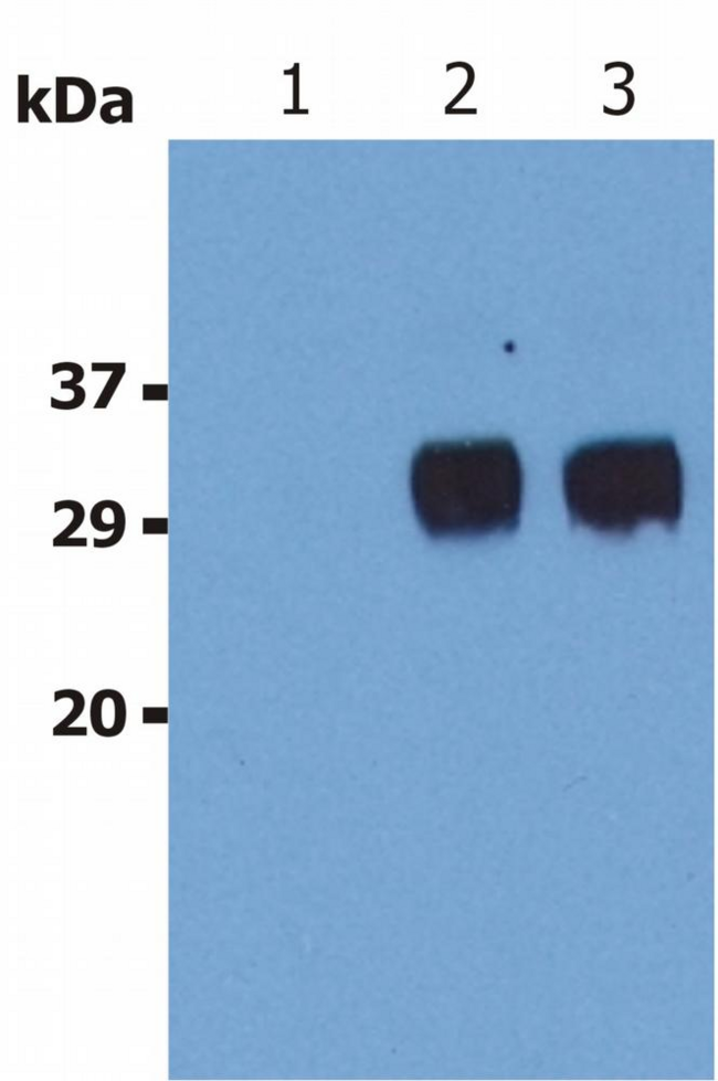 LST1 Antibody - Western Blotting analysis (non-reducing conditions) of LST1 in whole cell lysate of U937 human Caucasian histiocytic lymphoma cell line.  Lane 1: immunostaining with Isotype mouse IgG1 control (PPV-06)  Lane 2-3: immunostaining with anti-human LST1 (LST1/02), two independent batches.  Note: It migrates on SDS PAGE gels as approximately 25-28 kDa molecule.