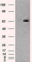 LTA4H / LTA4 Antibody - HEK293T cells were transfected with the pCMV6-ENTRY control (Left lane) or pCMV6-ENTRY LTA4H (Right lane) cDNA for 48 hrs and lysed. Equivalent amounts of cell lysates (5 ug per lane) were separated by SDS-PAGE and immunoblotted with anti-LTA4H.