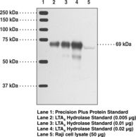 LTA4H / LTA4 Antibody - Western blot of LTA4H / LTA4 antibody.