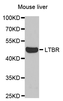 LTBR Antibody - Western blot analysis of extracts of mouse liver, using LTBR antibody.