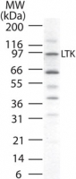 LTK Antibody - Western blot of LTK in human K562 cell lysate using antibody at 1 ug/ml.
