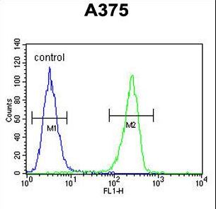 Lumican Antibody - LUM Antibody flow cytometry of A375 cells (right histogram) compared to a negative control cell (left histogram). FITC-conjugated goat-anti-rabbit secondary antibodies were used for the analysis.