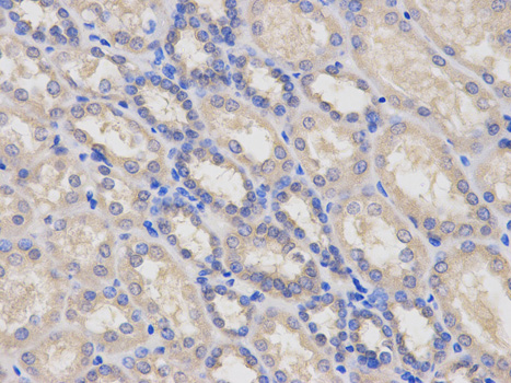 LY96 / MD2 / MD-2 Antibody - Immunohistochemistry of paraffin-embedded human kidney using LY96 antibody at dilution of 1:100 (400x lens).