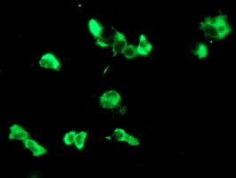 MAC-2-BP / LGALS3BP Antibody - Anti-LGALS3BP mouse monoclonal antibody immunofluorescent staining of COS7 cells transiently transfected by pCMV6-ENTRY LGALS3BP. At a dilution of 1:100.