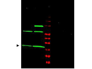 MAD2L1 / MAD2 Antibody - Anti-MAD2L1 Antibody - Western Blot. Western blot of Affinity Purified anti-MAD2L1 antibody shows detection of a predominant band at ~24 kD corresponding to MAD2L1 (arrowhead) present in Jurkat (lane 1) and HeLa (lane 2) whole cell lysates using the 800 nm channel (green). The identity of the higher molecular weight bands is unknown, although they may represent complexes of MAD2L1 with related binding proteins. Specific band reactivity is blocked when the antibody is pre-incubated with immunizing peptide (lanes 4 and 5 respectively) which completely blocks antibody staining. ~35 ug of lysate was separated on a 4-20% Tris-glycine gel by SDS-PAGE and transferred onto nitrocellulose. After blocking the membrane was probed with the primary antibody diluted to 1:1200. Incubation was 2h at room temperature followed by washes and reaction with a 1:10000 dilution of IRDye800 conjugated Gt-a-Rabbit IgG [H&L] MXHu ( for 45 min at room temperature. Molecular weight markers were used for size comparison using the 700 nm channel (lane 3). IRDye800 fluorescence image was captured using the Odyssey Infrared Imaging System developed by LI-COR. IRDye is a trademark of LI-COR, Inc. Other detection systems will yield similar results.