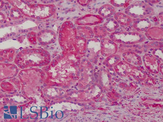 MAD2L1 / MAD2 Antibody - Anti-MAD2L1 antibody IHC of human kidney. Immunohistochemistry of formalin-fixed, paraffin-embedded tissue after heat-induced antigen retrieval. Antibody concentration 10 ug/ml.