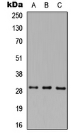 MAF1 Antibody - Western blot analysis of MAF1 expression in HEK293T (A); Raw264.7 (B); H9C2 (C) whole cell lysates.